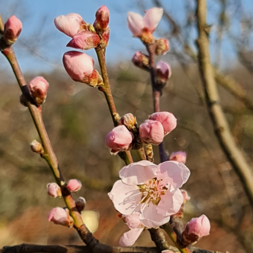 Photo of flower blooming