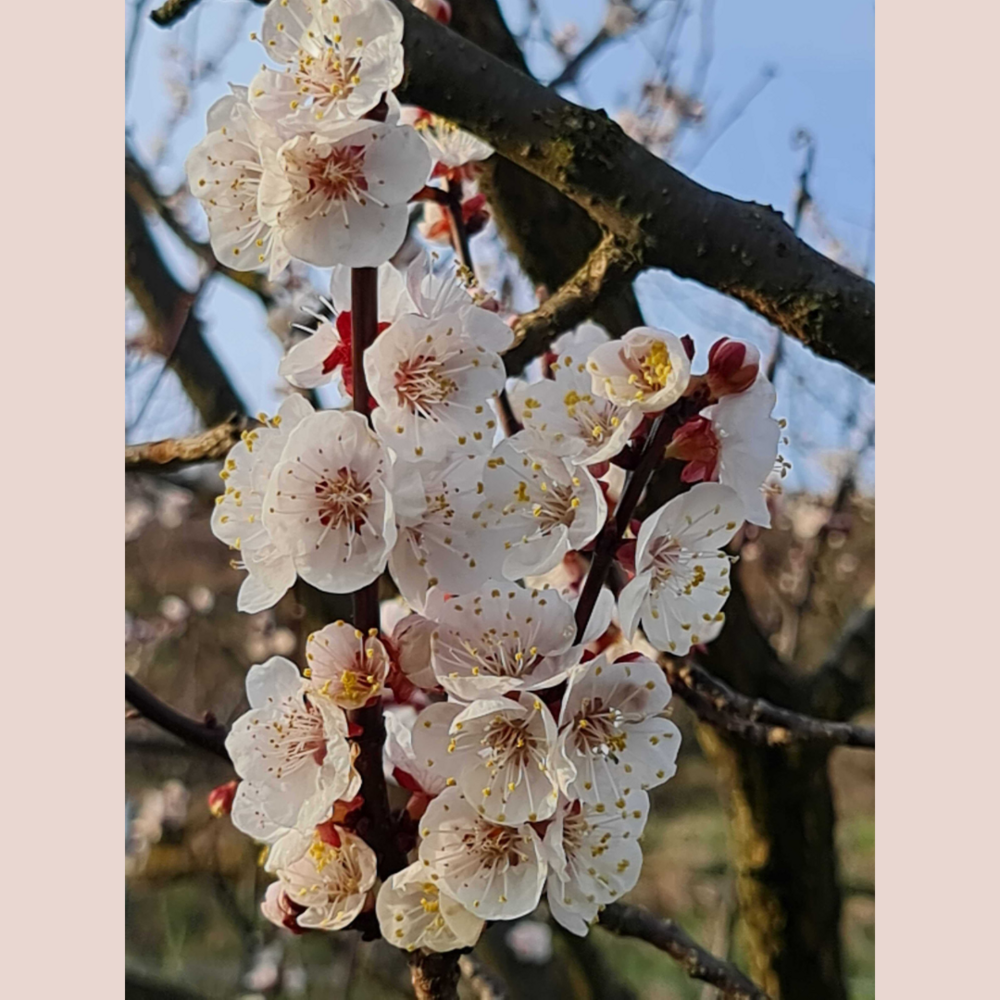 Photo of spring blossoms