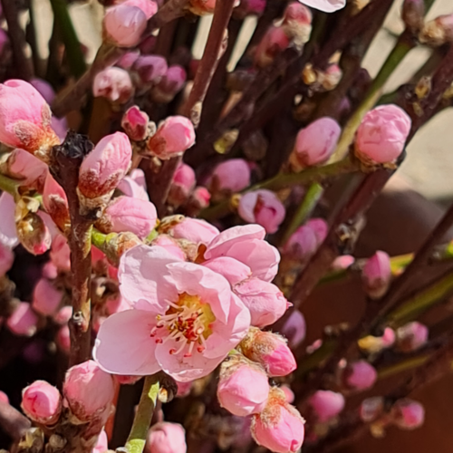 Image of flowers in bloom