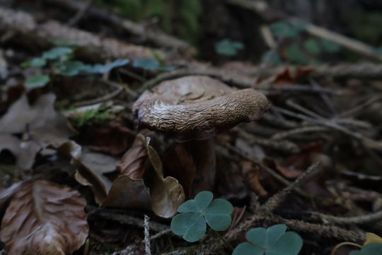 Finding fungi: Recap