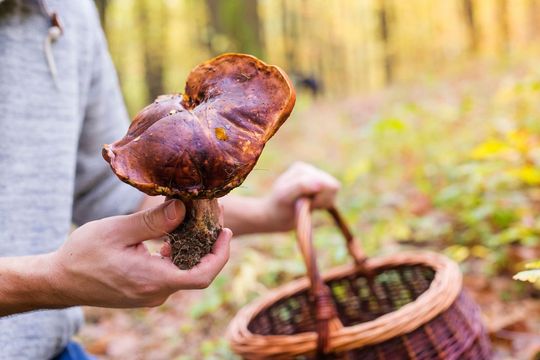 Finding fungi: A lecture and foraging adventure