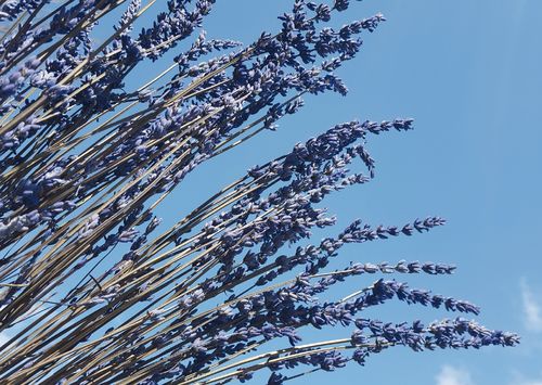 Image of lavender