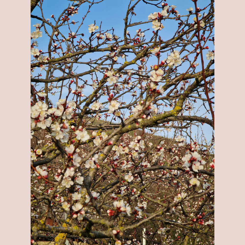 Photo of spring blossoms